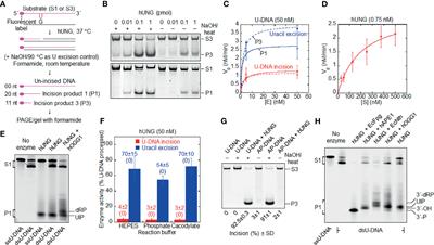 Intrinsic Strand-Incision Activity of Human UNG: Implications for Nick Generation in Immunoglobulin Gene Diversification